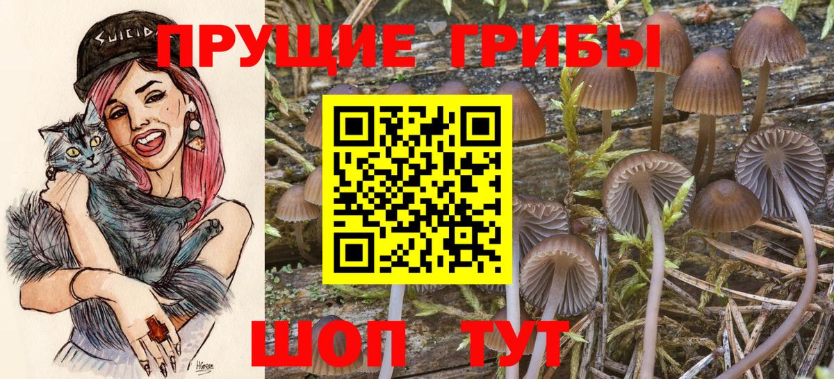 Чернушка  Псилоцибиновые грибы прущие грибы  Вход с VPN 
